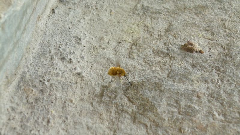 Bombyliidae dalla Grecia